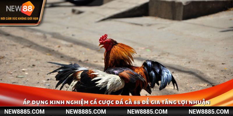 Áp dụng kinh nghiệm cá cược đá gà 88 để gia tăng lợi nhuận