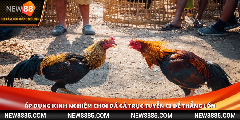 Áp dụng kinh nghiệm chơi đá gà trực tuyến C1 để thắng lớn