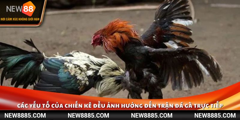Các yếu tố của chiến kê đều ảnh hưởng đến trận đá gà trực tiếp