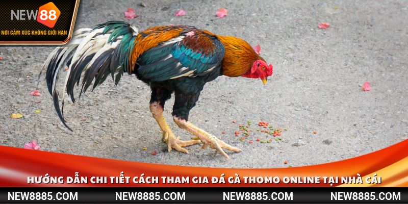 Hướng dẫn chi tiết cách tham gia đá gà Thomo online tại nhà cái