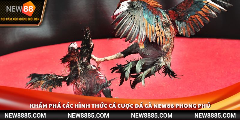 Khám phá các hình thức cá cược đá gà đa dạng bậc nhất 