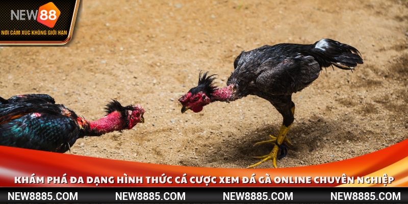 Khám phá đa dạng hình thức cá cược xem đá gà online chuyên nghiệp