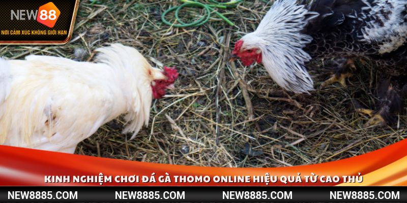 Kinh nghiệm chơi đá gà Thomo online hiệu quả từ cao thủ