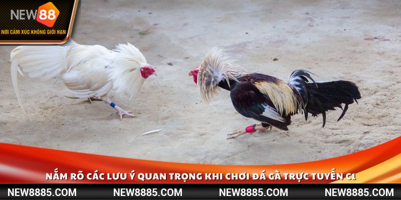 Nắm rõ các lưu ý quan trọng khi chơi đá gà trực tuyến C1