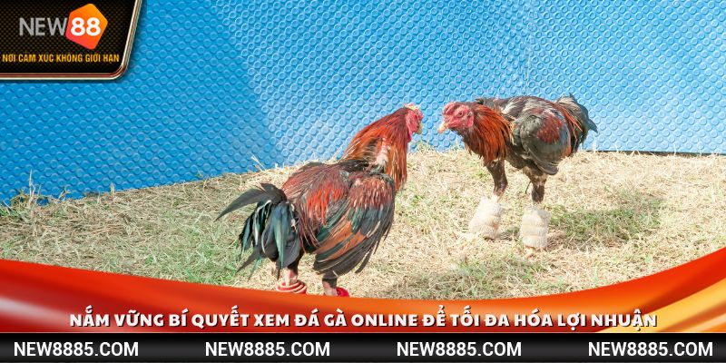 Nắm vững bí quyết xem đá gà online để tối đa hóa lợi nhuận