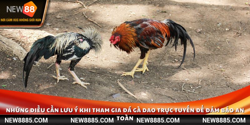 Những điều cần lưu ý khi tham gia đá gà dao trực tuyến để đảm bảo an toàn