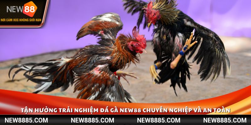 Tận hưởng trải nghiệm đá gà  chuyên nghiệp và an toàn