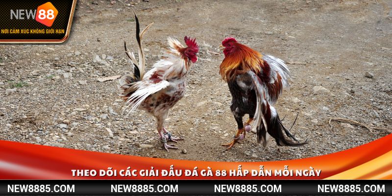 Theo dõi các giải đấu đá gà 88 hấp dẫn mỗi ngày