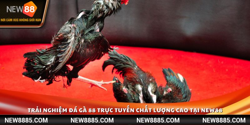 Trải nghiệm đá gà 88 trực tuyến chất lượng cao tại New88