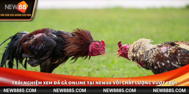 Trải nghiệm xem đá gà online tại New88 với chất lượng vượt trội